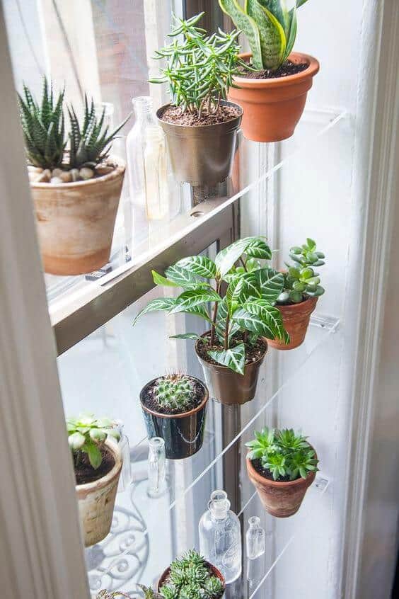 tiny house plants