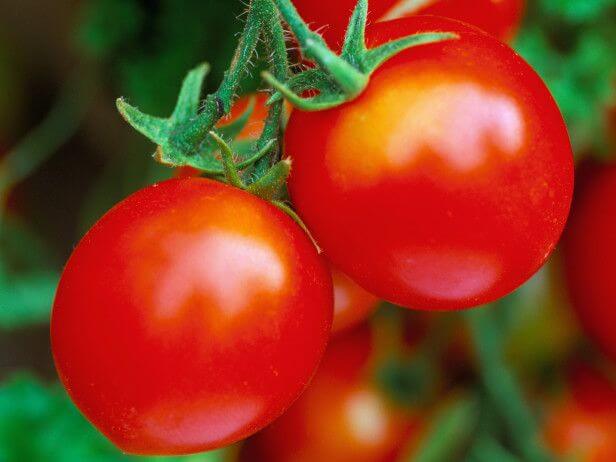 healthy tomato plant