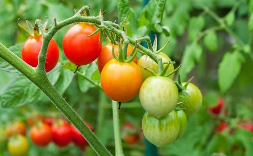 how to grow tomato plants