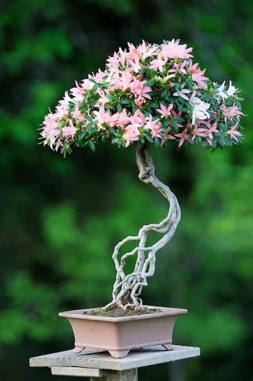 Growing A Bonsai Tree Is Easy With These Basic Steps Kudoshouse Com