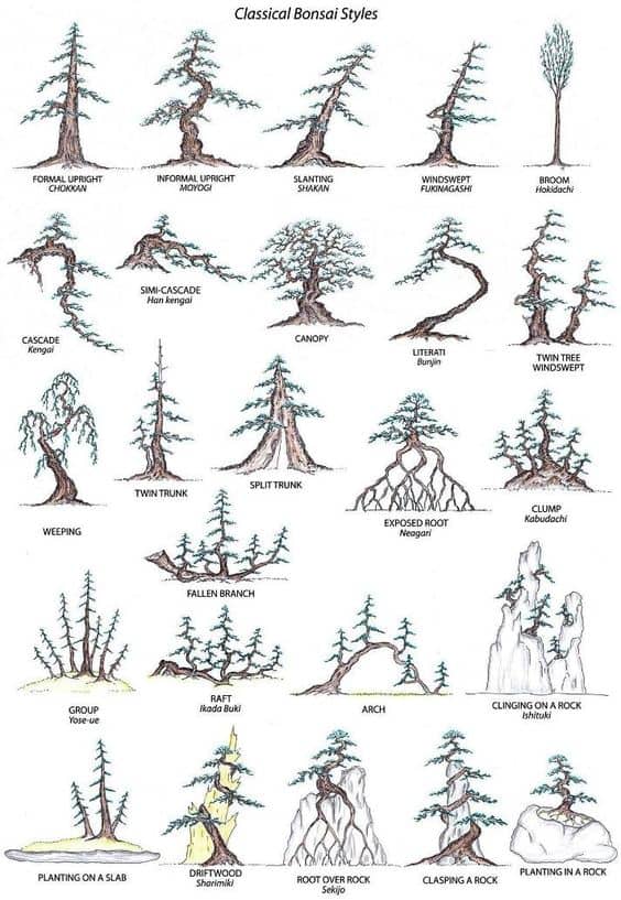 Amazing How To Shape A Bonsai Tree in the world The ultimate guide 