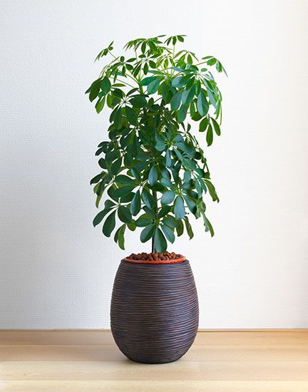 Schefflera Plant