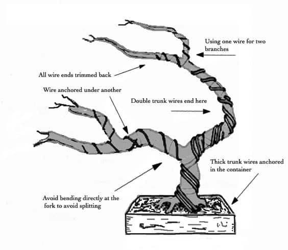 Growing a Bonsai Tree is Easy With These 2 Basic Steps – KudosHouse.com